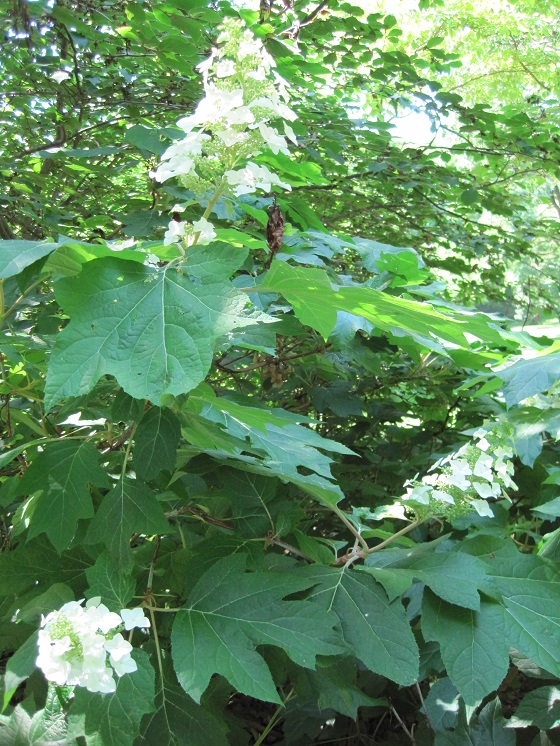 oak-leaf-hydrangeas-pruning